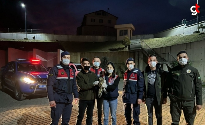 Zonguldak'ta jandarmanın bulduğu yaralı şahin tedaviye alındı