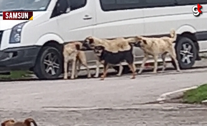 Samsun’da başıboş sokak köpeklerin saldırısıyla bir kişi yaralandı