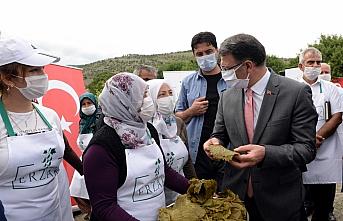 Tokat'ta Vali, Belediye Başkanı ve Rektör tarladan asma yaprağı topladı