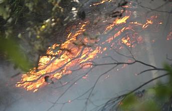 Düzce'de 15 dönüm fındık bahçesi ile 10 dönüm ormanlık alan yandı