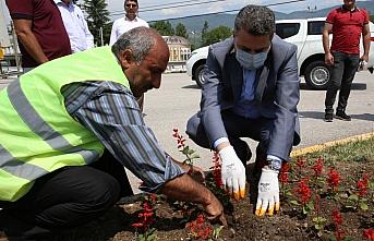 Tokat Belediyesi mevsimlik çiçek üretimine devam ediyor