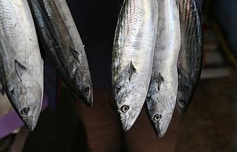 Karadeniz'de oluşan akıntı balık fiyatlarını artırdı