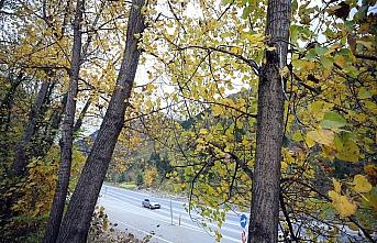 Tarihi İpek Yolu'nda sonbahar güzelliği