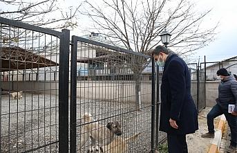 Tokat Belediye Başkanı Eyüp Eroğlu, hayvan barınağında incelemelerde bulundu