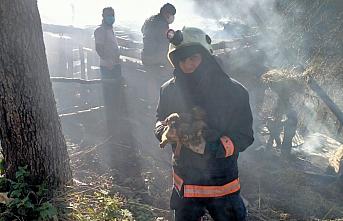 Samanlıktaki yangından kurtarılan köpek yavruları tedavi altına alındı