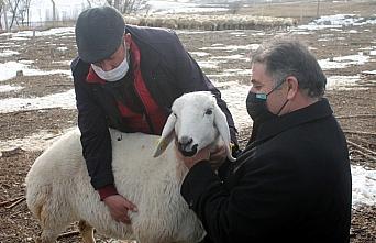 Bayburt'ta 4 çiftçiye 400 koyun verildi