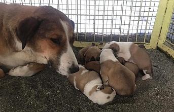 Çorum'da donmak üzereyken bulunan köpek ve 4 yavrusu korumaya alındı