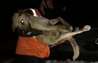 Ordu'da düştüğü derede donma tehlikesi geçiren köpek belediye ekiplerince kurtarıldı