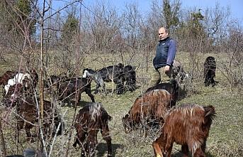 Almanya'daki kariyerini bırakıp köyüne dönen makine mühendisi keçi yetiştiricisi oldu