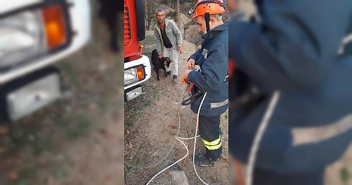 Zonguldak'ta kayalıklarda mahsur kalan 5 keçiyi itfaiye kurtardı