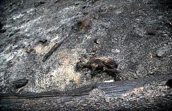 Kastamonu'daki orman yangınının ardından yanmış karaca yavrusu bulundu