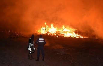 Tosya'da orman yangını