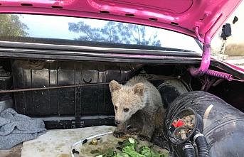 Bartın'da köpeklerce sıkıştırılan yavru ayı, bölgedeki arıcı tarafından kurtarıldı