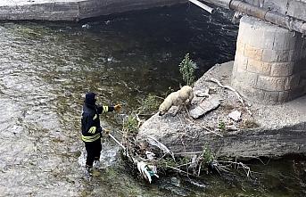 Bayburt'ta nehirde mahsur kalan köpeği itfaiye ekipleri kurtardı