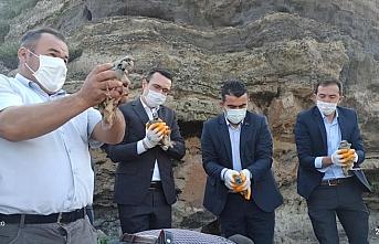 Bolu'da 650 kınalı keklik doğaya bırakıldı
