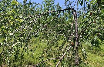 İnebolu ilçesinde ayılar köylerdeki meyve ağaçlarına zarar verdi