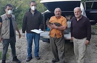 Sinop'ta yaralı karaca yavrusu tedavi altına alındı