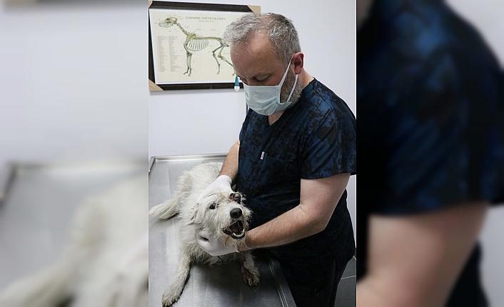 Zonguldak'ta bir köpek kaybolduktan 5 gün sonra yaralı halde bulundu