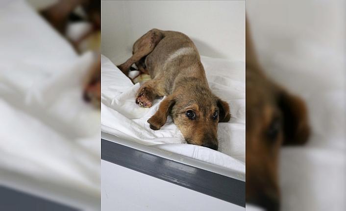 Zonguldak'ta ormanda bacakları kırılmış halde bulunan köpeğin tedavisi sürüyor