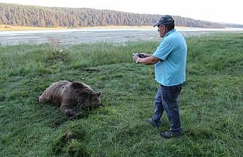 Bolu'da gölette silahla vurularak öldürülmüş ayı bulundu