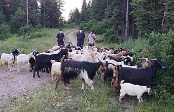 Kastamonu'da kaybolan 150 keçiyi jandarma ve AFAD ekipleri bularak sahibine teslim etti