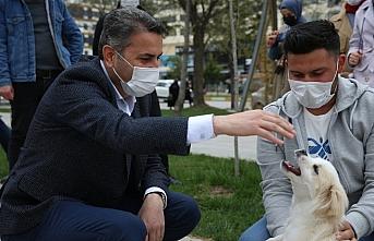 Tokat'ta uygulanacak proje ile sokak hayvanları rehabilite edilecek