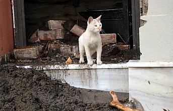 Bozkurt'taki sokak hayvanları selde kaybolan 