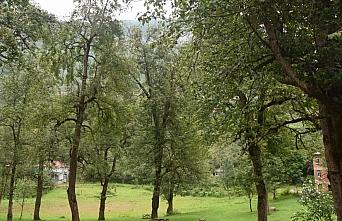 Espiye'de asırlık armut ağaçları ilgi çekiyor