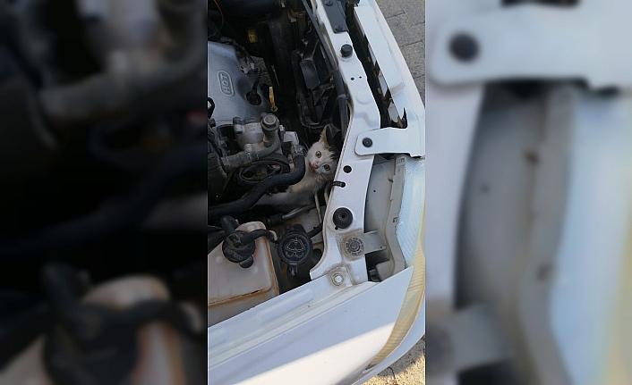 Tokat'ta otomobilin motor kısmında sıkışan kediyi itfaiye kurtardı