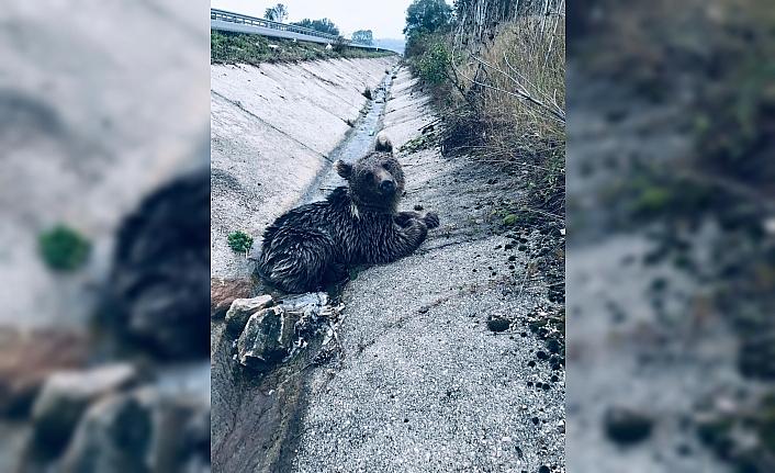 Bolu'da aracın çarptığı ayı yavrusu öldü