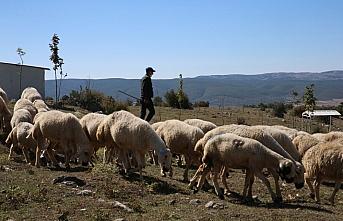 Tokat'ta, küçükbaş hayvancılıkta Türkiye'ye örnek olan projede dağıtılan koyun sayısı 70 bine ulaştı