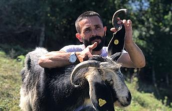 Zonguldak'ta kulağında boynuz çıkan keçi görenleri şaşırtıyor