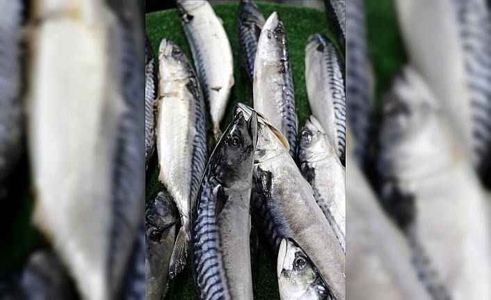 Batı Karadeniz'de balığın azalması fiyatlara yansıdı