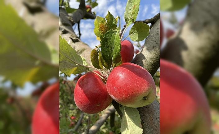 Kastamonu'da yaklaşık 23 bin ton elma rekoltesi bekleniyor