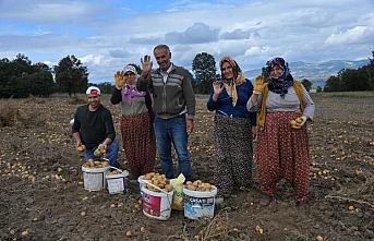 Samsun'da tohum desteği verilen üreticiler patates hasadına başladı
