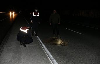Tokat'ta aracın çarptığı ayı yavrusu tedaviye alındı