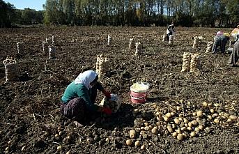 Tokat'ta üretilen patates verimi ve fiyatıyla üreticisini sevindirdi