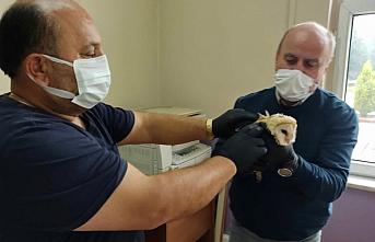 Zonguldak'ta yaralı güvercin ve peçeli baykuş tedavi altına alındı