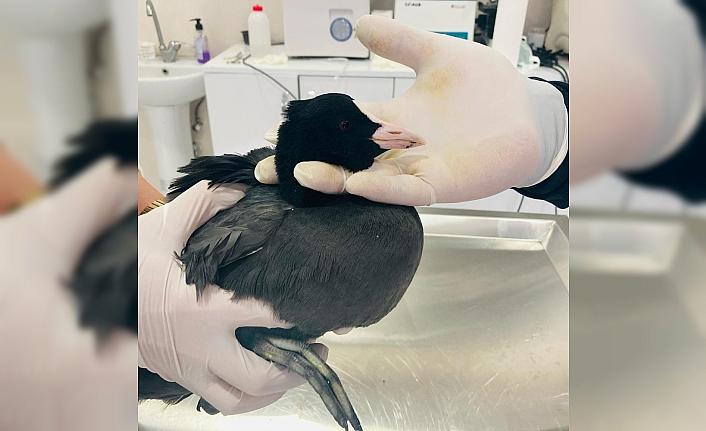Karabük'te tedavi edilen sakarmeke kuşu doğaya salındı