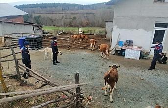 Kastamonu'da kaybolan hayvanlar jandarma ekiplerince 7 kilometre uzaklıkta bulundu