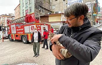 Rize'de ağaçta mahsur kalan kediyi itfaiye ekipleri kurtardı