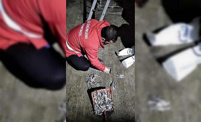 Trabzon'da küçük boyda avlanan 20 ton hamsiye el konuldu