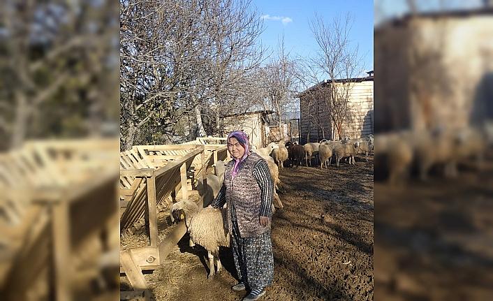 Karabük'te İŞKUR desteğiyle işini kuran engelli kadına koyunları teslim edildi