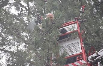 Ordu'da ağaçta mahsur kalan kediyi itfaiye ekipleri kurtardı