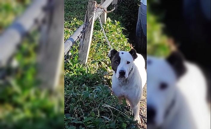 Trabzon'da okul önünde dolaşan pitbull cinsi köpek hayvan barınağına götürüldü