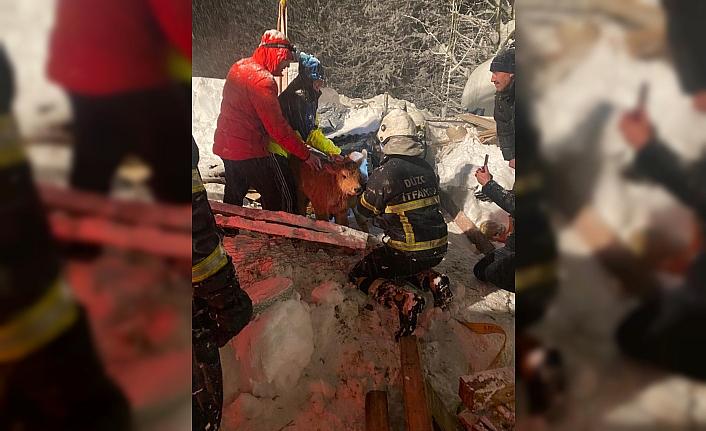 Düzce'de kardan çatısı çöken ahırda mahsur kalan büyükbaşlar kurtarıldı