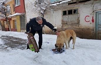 Gümüşhacıköy'de polis ekiplerinden sokak hayvanlarına mama desteği