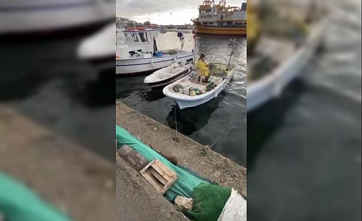 Sinop'ta balıkçılar limanda yanlarına gelen su samurunu besledi