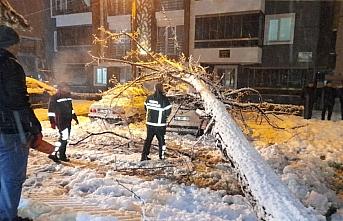 Tokat'ta kar nedeniyle devrilen ağacın altında kalan araçlar hasar gördü