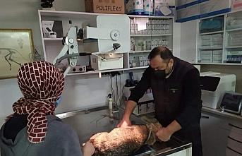 Tokat'ta yaralı halde bulunan tilki tedavi altına alındı